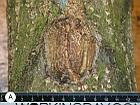 a592-2009-02-12-b0s stopper Schwarze-Buch.jpg
